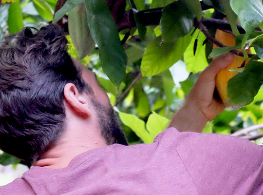 Hand picked and full of flavour